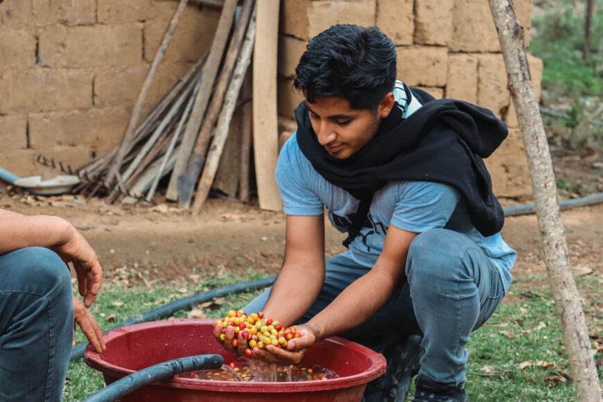 Peru Familia Tocto - Micro-lot